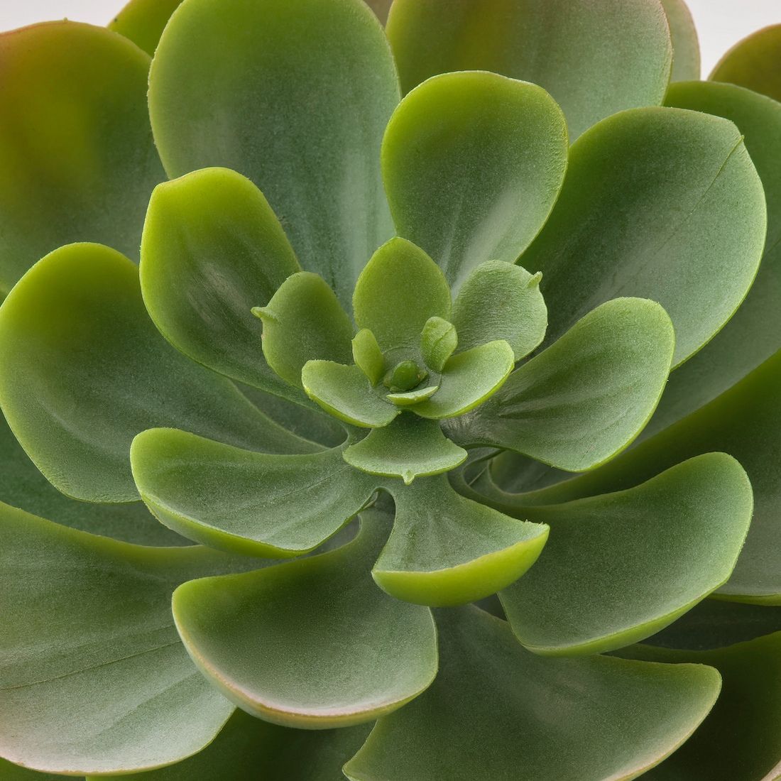 Artificial Succulent Plant