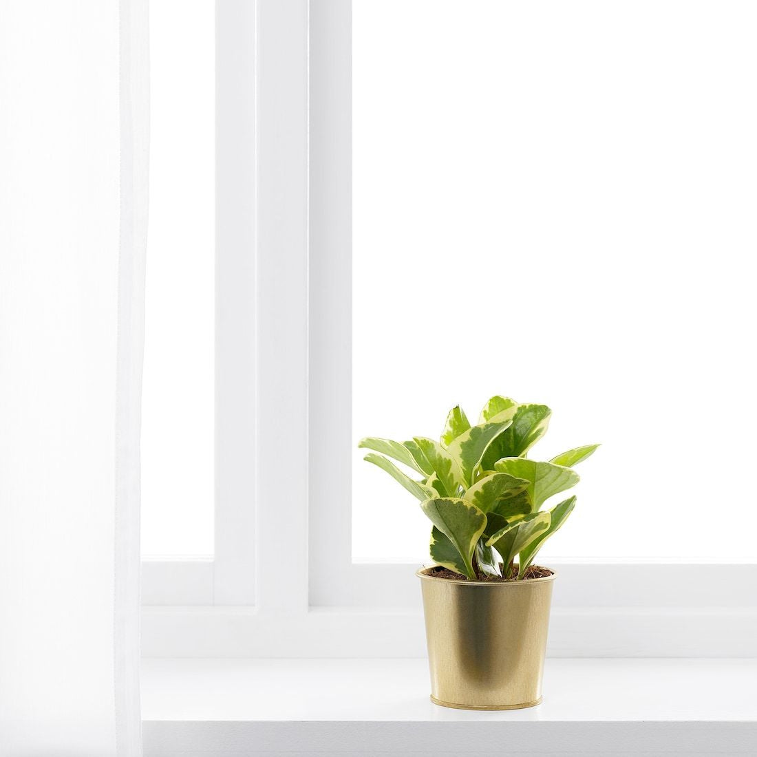Small Brass Pot