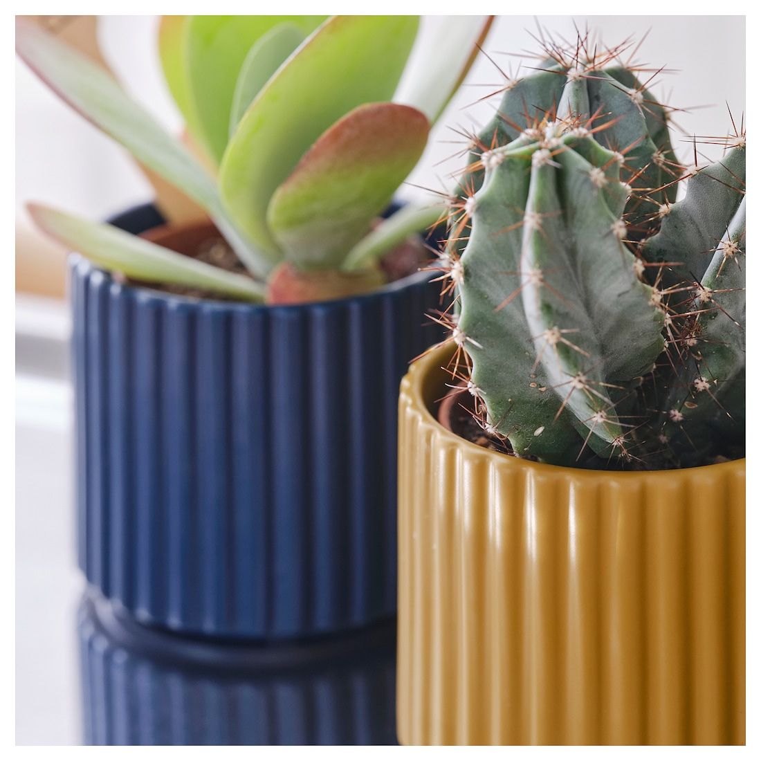 Little Mustard Ribbed Pot