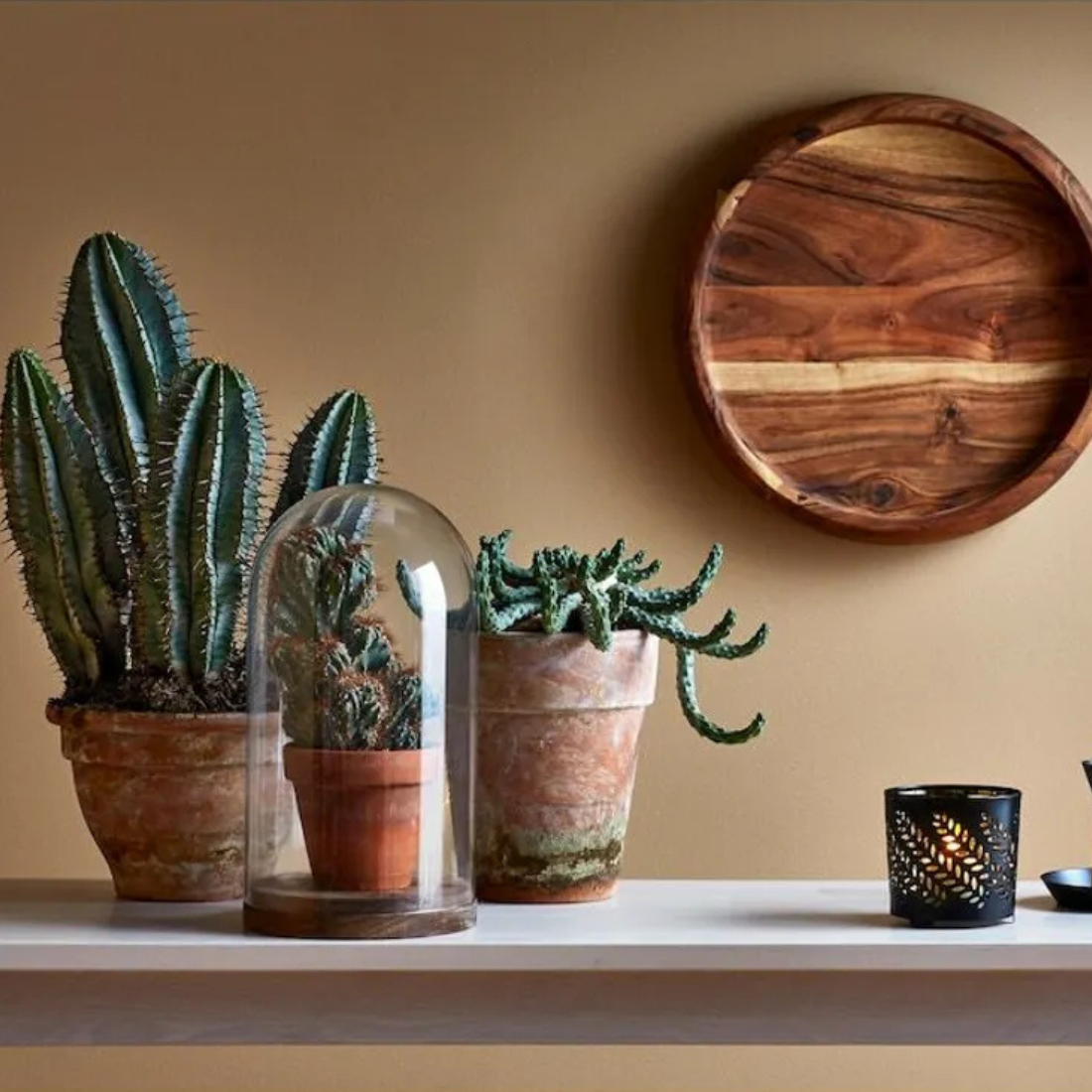 Glass Dome with Wooden Base