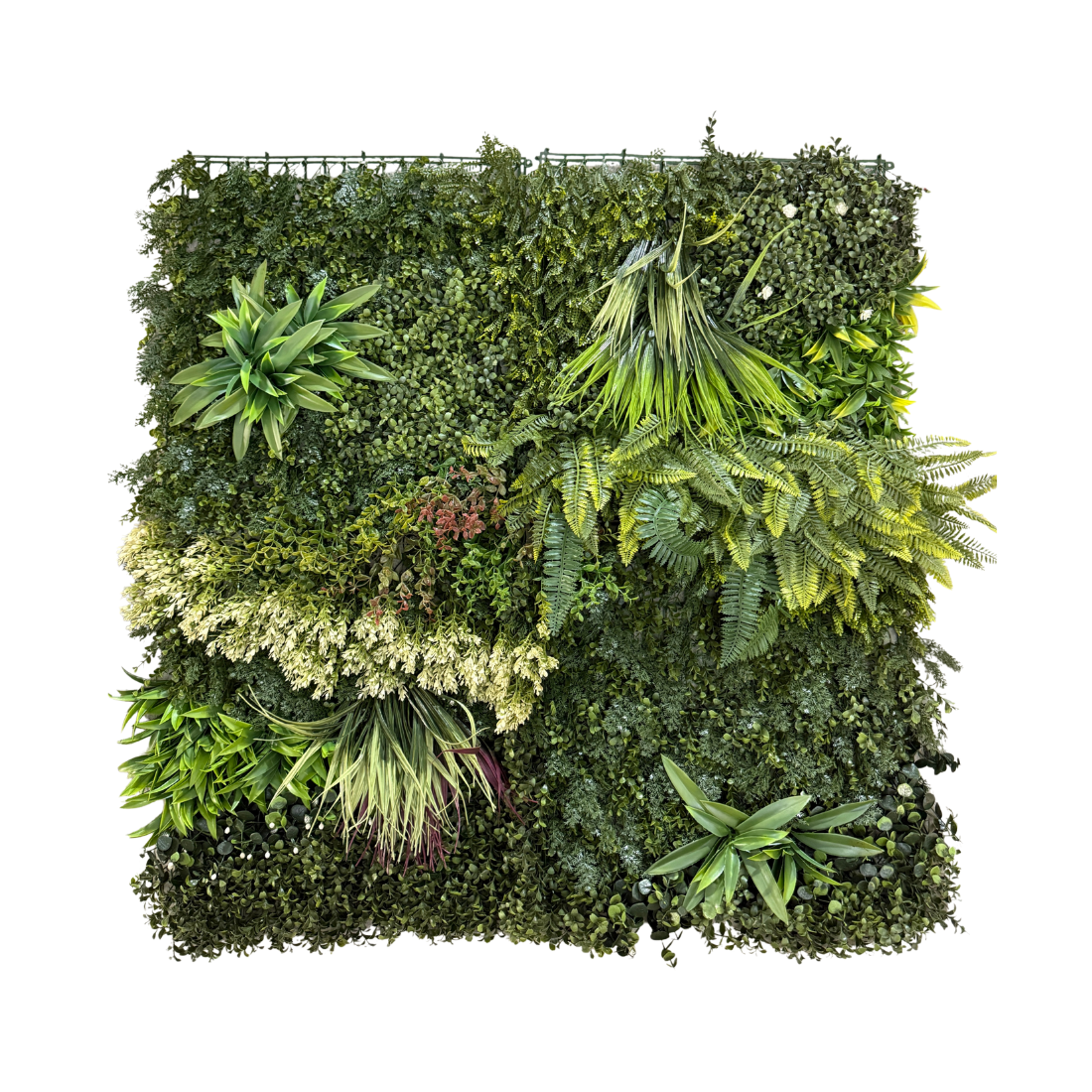 Wall Mounted Plants